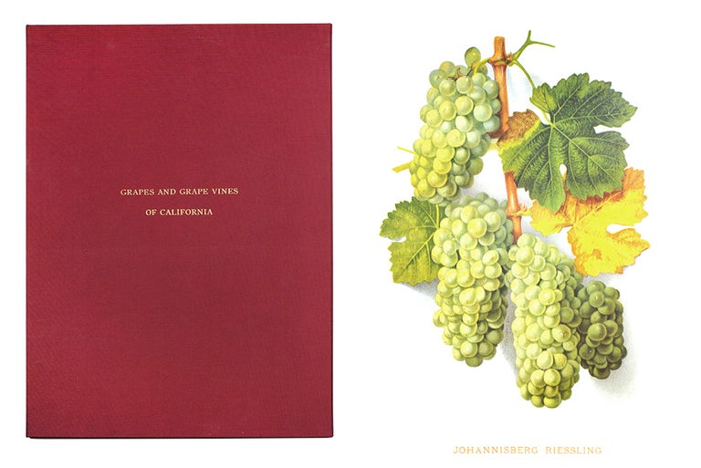 Item #104583 Grapes And Grape Vines Of California. Edward Bosqui.
