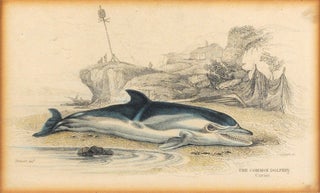 Item #107084 The Common Dolphin. Cuvier. James Hope Stewart, William Horne Lizars, artist, engraver