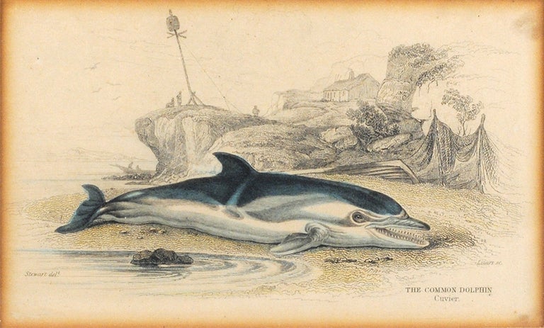 Item #107084 The Common Dolphin. Cuvier. James Hope Stewart, William Horne Lizars, artist, engraver.