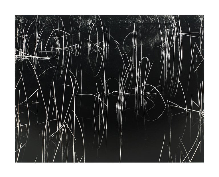 Item #108126 Reeds [and Black Water]. Brett Weston.
