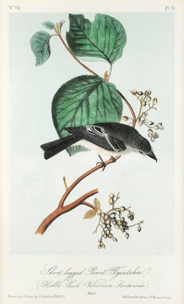 Item #108199 Short-legged Pewit Flycatcher. (Hobble Bush Vibernum Lantanerdes. Male. J. J. Audubon