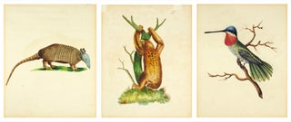 Seven original watercolors of birds and animals.