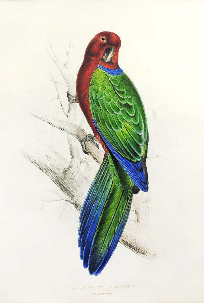 Item #122716 "Tabuan Parakeet" from "Illustrations of the Family of Psitta, or Parrots" Edward Lear.