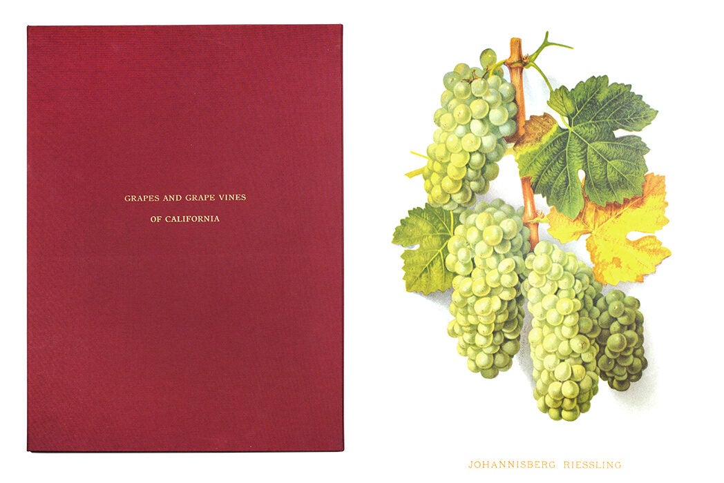 Grapes And Grape Vines Of California | Edward Bosqui