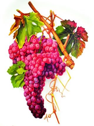 Grapes And Grape Vines Of California.