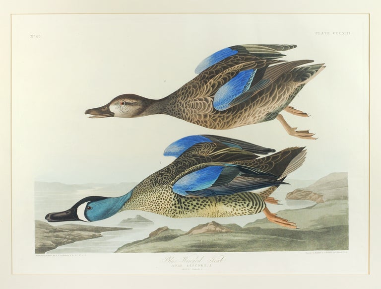 Item #125521 Blue Winged Teal, Anas Discors L (Plate CCCXIII). John James Audubon.