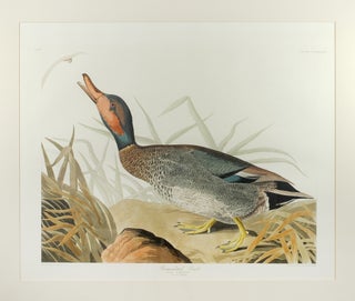 Item #125522 Bemaculated Duck, Anas Glocittans, Young Male in December (Plate CCCXXXVIII). John...